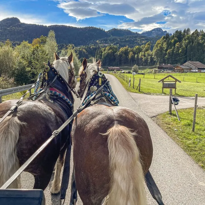 Pferdekutsche auf einer sonnigen Strecke im Allgäu