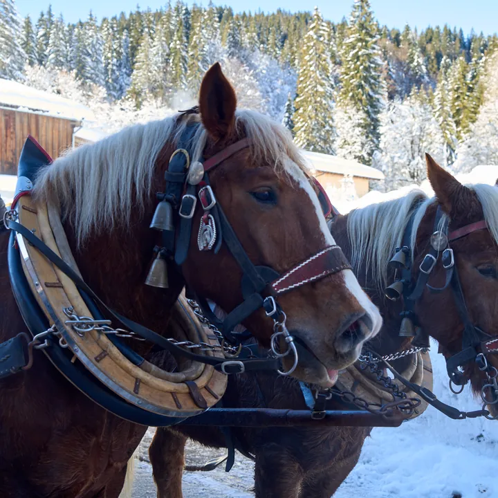 Kutschpferde im verschneiten Rohrmoos