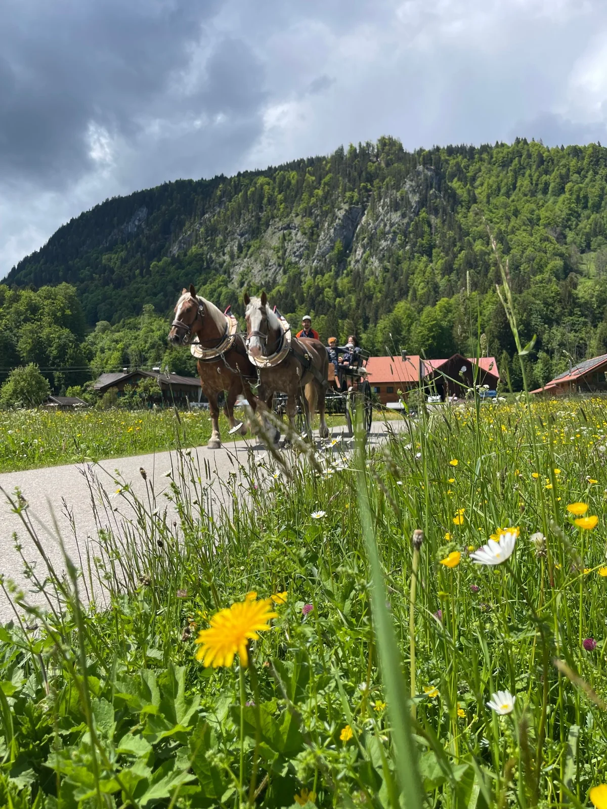 Pferdekutsche im sommerlichen Allgäu vor Bergkulisse